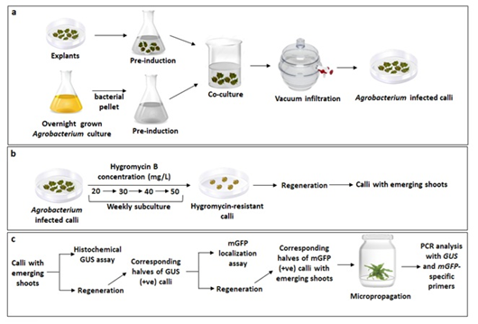 Agrobacterium harboring the overexpression construct